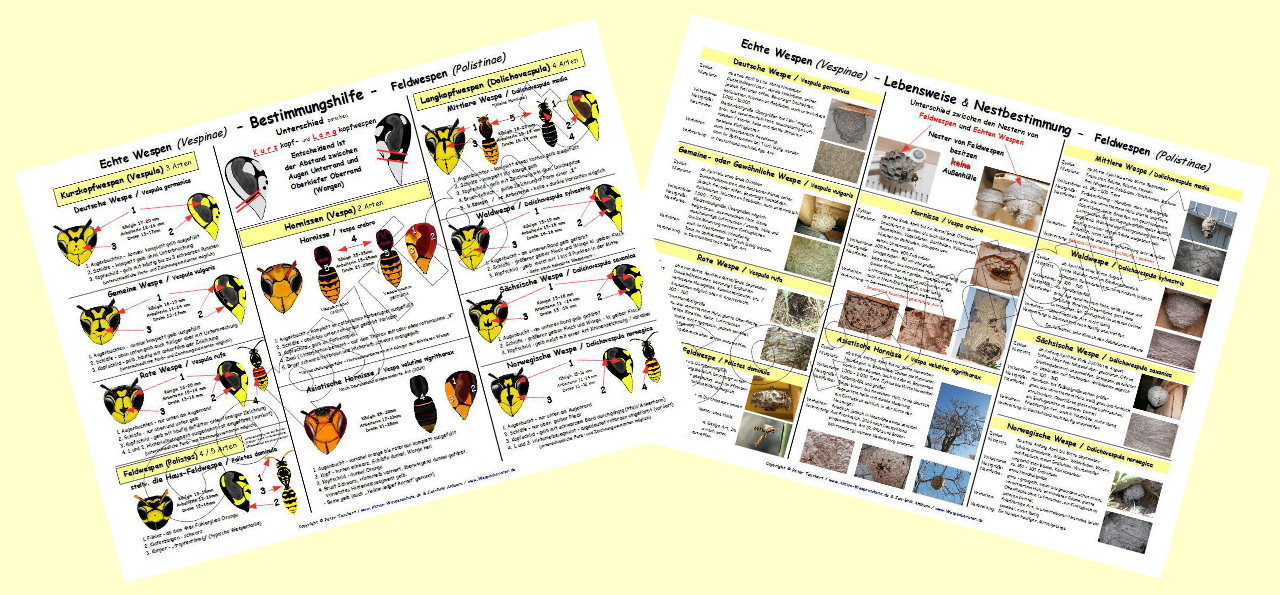 Wespen-Bestimmungstafel